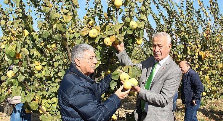 Türkiye’nin üretiminde ve ihracatında dünyada lider olduğu ayvada hasat coşkusu